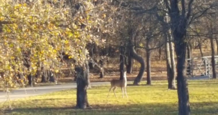 Cowtown 2018 Training Week 5, Thanksgiving, & Football