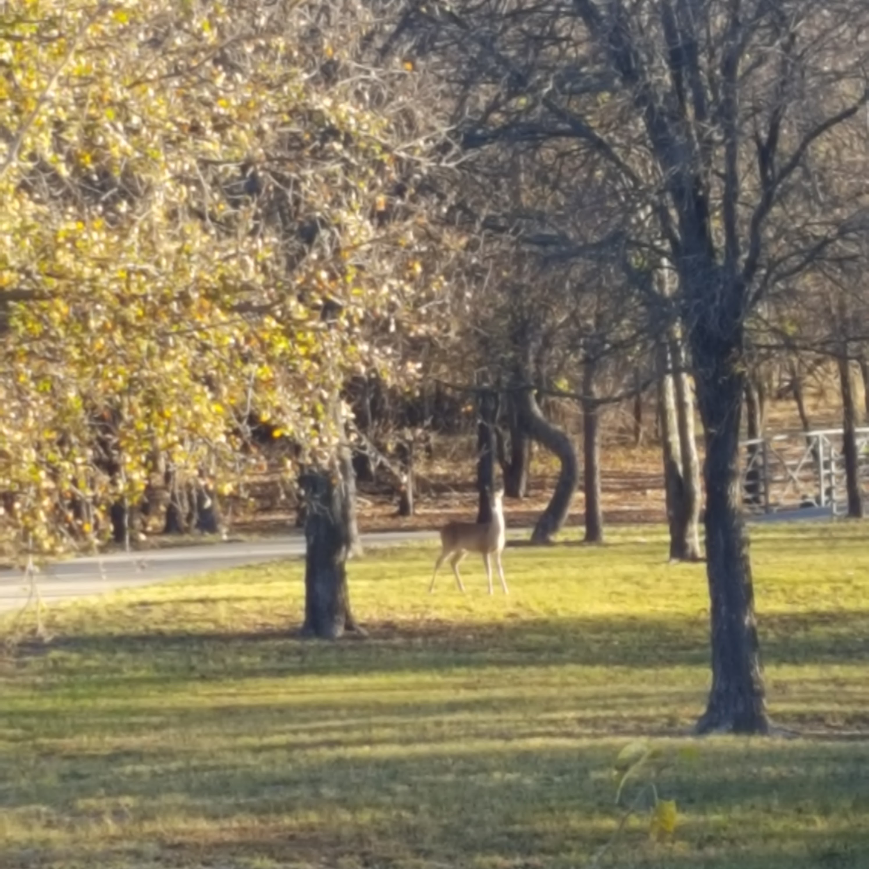 Cowtown 2018 Training Week 5, Thanksgiving, & Football